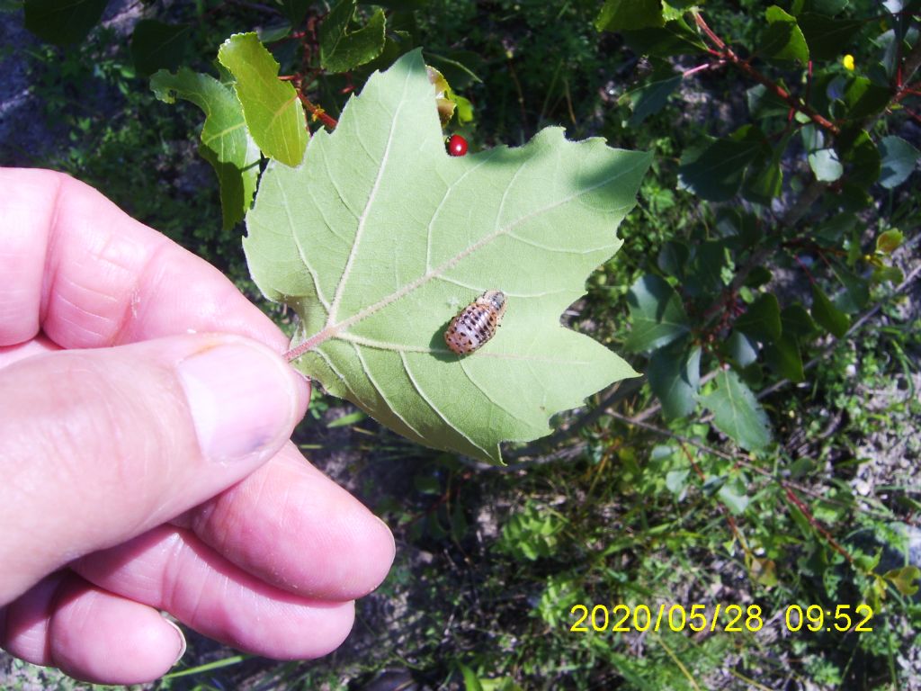 Larva di coccinella: Adalia bipunctata? No, di crisomelide, Chrysomela sp.